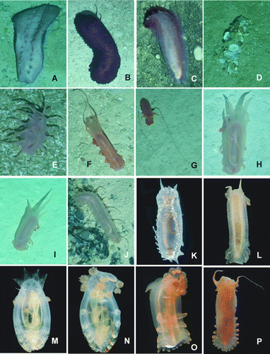 Figure 18.  (A–J) Underwater images; (K–P) freshly caught specimens from ROV, photos courtesy: David Shale. (A) Paelopatides grisea, St. JC048/6 Dive 159; (B) Benthodytes lingua, St. JC048/43 Dive 174; (C) Synallactidae gen. et sp. indet., St. JC048/40 Dive 173; (D) Pseudostichopus peripatus, St. JC048/24 Dive 165; (E) Deima validum validum, St. JC048/43 Dive 174; (F,G) Peniagone longipapillata, St. JC048/24 Dive 165; (H,I) Peniagone coccinea sp. nov., St. JC048/54 Dive 179; (J) Synallactes aff. crucifera, St. JC048/16 Dive 162; (K) Laetmogone billetti sp. nov., St. JC048/56, Dive 180; (L) Peniagone islandica, St. JC048/54 Dive 179; (M,N) Amperima furcata, St. JC048/54 Dive 179; (O) Peniagone coccinea sp. nov., St. JC048/54 Dive 179; (P) Peniagone longipapillata, St. JC048/16 Dive 162.
