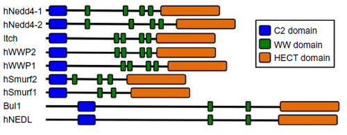 Figure 2 The human Nedd4 family of E3 ubiquitin ligases.