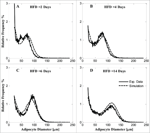 Figure 1. Model simulation and comparison with experimental data of each diet condition by MOD 1. A) 2 days of HFD; B) 4 days of HFD; C) 6 days of HFD; D) 14 days HFD. Solid line, experimental data; dashed line, model simulation.