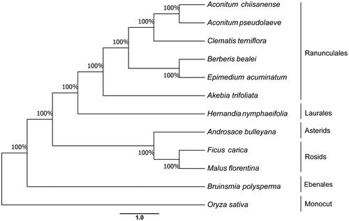 Figure 1. Phylogenetic relationship of the H. nymphiifolia chloroplast genome with 11 previously reported complete chloroplast genomes. Numbers in the nodes are the bootstrap values from 1000 replicates.