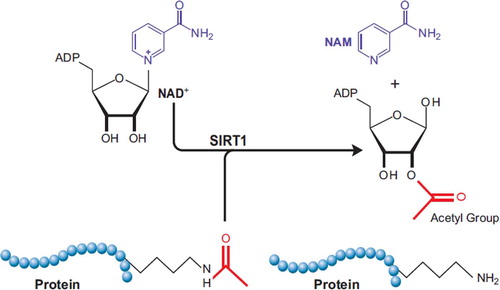 Figure 1. SIRT1 uses NAD+ as a co-substrate to cleave acetyl groups from target proteins. Nicotinamide is a competitive inhibitor in the reverse reaction. Cellular energy as reflected in changes in NAD+ levels are thought to influence SIRT1 activation.