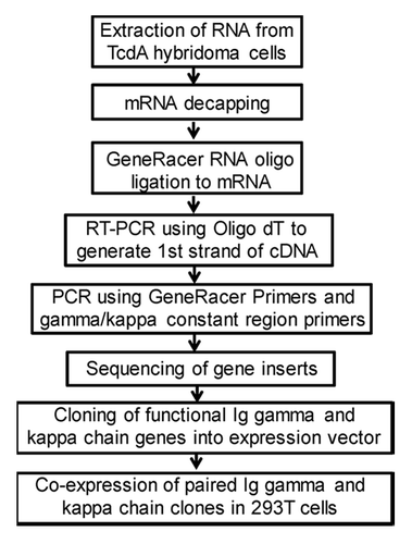 Figure 7. Flowchart of mouse mAb Ig gene cloning steps.