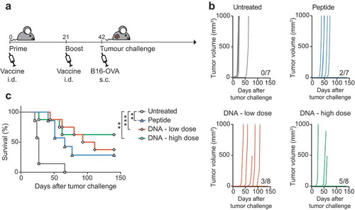 Figure 3. DNA vaccination protects from challenge with B16-OVA. (a) Schematic representation of the schedule followed for vaccine administration and tumor challenge in C57BL/6 mice. Mice were vaccinated with a low (10 µg) or a high (90 µg) dose of DNA or with peptide and subsequently challenged with B16-OVA melanoma cells. Tumor growth was monitored for 150 days after challenge. (b) Tumor growth curves (represented in mm3) of individual mice in non-vaccinated versus vaccinated groups. The number of tumor-free mice for each vaccination group is indicated. Shown is one of two independently performed experiments which resulted in similar outcomes. (c) Overall survival of mice either untreated or vaccinated with peptide or DNA vaccines. Statistical significance was determined via Log-rank Mantel-Cox test. **p < 0.01, ***p < 0.0001.