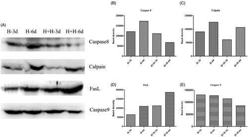 Figure 7. Expression level of proteins. (A) Western blot analysis for four proteins. (B) Expression of caspase-8 before and after resuscitation. (C) Expression of calpain before and after resuscitation. (D) Expression of FasL before and after resuscitation. (E) Expression of caspase-9 before and after resuscitation. H-3d: non-heparin treatment group with resuscitation for 3 d; H-6d: non-heparin treatment group with resuscitation for 3 d; H + H-3d: heparin treatment group with resuscitation for 3 d; H + H-6d: heparin treatment group with resuscitation for 6 d.