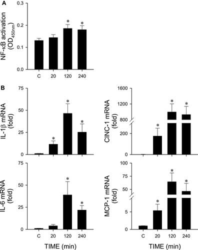 Figure 2 Cadmium induces neuroinflammation in RVLM. (A) Transcriptional activity of NF-κB or (B) mRNA level of IL-1β, IL-6, CINC-1 and MCP-1 in tissue collected from RVLM of rats 20, 120 or 240 min after cadmium (Cd; 4 mg/kg) administration or their sham-controls. Values are mean ± SEM, n = 3 animals per experimental group. *P < 0.05 vs sham-control (C) group in the Dunnett multiple-range test.