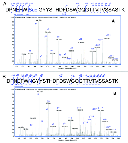 Figure 5. MS/MS spectra obtained from the CID fragmentation of (A) HC99–130 tryptic peptide with a 17 Da mass shift and (B) unmodified HC99–130 tryptic peptide from HIC fractionated peak 4.