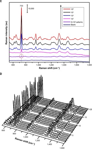 Figure 5 SEM images of the concentrated (A) Fe3O4@Ag-Van–Staphylococcus aureus complexes and (B) the complexes covered with Au@Ag NPs. (C) SERS spectra of different concentrations of S. aureus obtained with the combined use of Fe3O4@Ag-Van MNPs and Au@Ag NPs. (D) SERS spectra collected from 20 randomly selected spots on the Fe3O4@Ag-Van–S. aureus/Au@Ag NP complex substrate.Abbreviations: MNPs, magnetic nanoparticles; NPs, nanoparticles; SERS, surface-enhanced Raman scattering; SEM, scanning electron microscopy; Van, vancomycin.