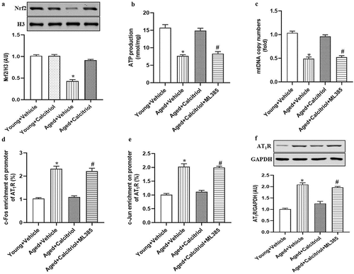 Figure 6. The role of Nrf2 in the improvement of mitochondrial function and reduction of AT1R expression by Celastrol. The RPT cells from young and aged mice were treated with or without calcitriol (10−7M), ML385 (Nrf2 antagonist, 10 μmol/L) for 24 hours. (a) protein abundance of Nrf2 in nuclear fraction of RPT cells was determined by immunoblotting. Data are expressed as the means ± S.E.M (n=6/group). *P <.05 vs. others. ATP production (b) and mtDNA copy numbers (c) were detected in RPT cells from young and aged mice. (d and e) the binding levels of c-Fos and c-Jun on the AT1R promoter were determined by chromatin immunoprecipitation-quantitative real-time polymerase chain reaction. (f) AT1R protein expression was determined by immunoblotting. Data are expressed as the means ± S.E.M (n=6/group). *P <.05 vs. young+Vehicle; #P <.05 vs. aged+Calcitriol.