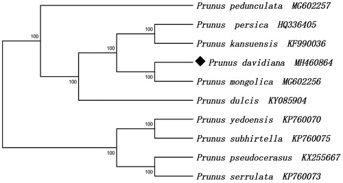 Figure 1. Maximum likelihood phylogenetic tree based on 10 complete chloroplast genome sequences of Rosaceae family. Numbers in the nodes indicate the bootstrap support values from 1000 replicates.