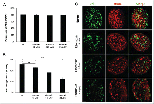 Figure 3. Reduced number of PGCs resulted from the proliferation defect. (A) Percentage of PCNA-positive PGCs in treated groups was similar to controls. Percentages in control and treated groups were 82±2 .3%, 80±1 .8%, 79±4 .3% and 80±11 .7%, respectively. (B) Edu was incorporated into PGCs. Edu-positive cells were counted in 3 sections from the middle part of individual genital ridges. The percentage of Edu-positive PGCs progressively decreased. (C) PGCs incorporating Edu were quantified using immunofluorescence staining; number of Edu-positive cells were determined in 3 independent experiments. Bar=50 μm.