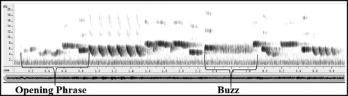 Figure 2. Typical sonogram of a Wren song with Opening Phrase and Buzz highlighted.