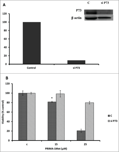 Figure 7. PRIMA-1Met cytotoxicity is P73 dependent. (A) The efficiency of p73 knockdown by siRNA in BCWM.1 cells was confirmed by western blot using β-actin as a loading control. (B)- PRIMA-1Met was unable to reduce the cell survival measured by MTT assay in p73-silenced cells as much as scrambled control. Error bars = SEM, * P = <0.05.