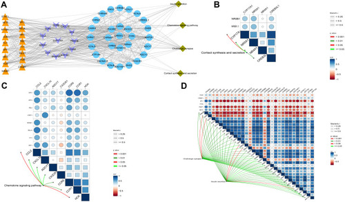 Figure 6 Integrated regulation of AD or vascular dementia by maladjustment of hub gene expression of modules. (A) Integrated regulatory network of gene pathways. (B–D) Maps of gene-pathway correlations in the (B) blue, (C) brown, or (D) turquoise module.