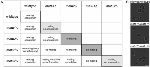 FIG 2 Effect of MAT gene deletions on mating and sporulation of homothallic K. phaffii cells. (A) Mating and sporulation phenotypes of matΔ single mutants and the wild type. Crosses of genetically identical strains (shaded) indicated the essential roles of Mata2 and Matα1 in mating, as well as the roles of Mata1 and Matα2 in meiosis and sporulation. (B) Bright-field microscopy images of diploid wild-type/wild-type, mata1Δ/mata1Δ, and matα2Δ/matα2Δ cells under sporulation conditions. Bars, 5 μm.