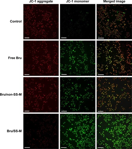 Figure 7 Fluorescence microscope images of Bel-7402 cells treated with various Bru formulations (equivalent Bru concentration of 5 μM) for 12 h treatment and subsequently stained with JC-1 dye. Scale bar is 200 μm. Magnification ×20.Abbreviation: Bru, brusatol.