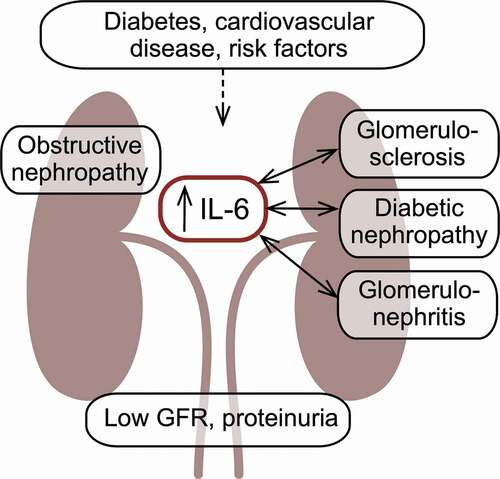 Figure 3. Interleukin 6 in chronic kidney disease.