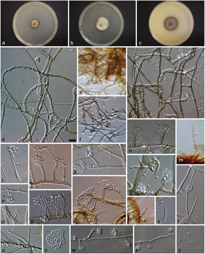 Figure 2. Phaeoacremonium indicum (STE-U 6377, ex-type). (a – c) Sixteen-day-old colonies on MEA (a), PDA (b), and OA (c). (d – v) Aerial structures on MEA; (d) Mycelium showing prominent exudate droplets observed as warts; (e – g) Mycelium with hyphal swellings; (h – j) Single conidiophores; (k – m) Branched conidiophores; (n – p) Type I phialides; (q – s) Type II phialides; (t – u) Type III phialides; (v) Conidia. (w – y) Structures on the surface of and in MEA; (w – x) Phialides and adelophialides with conidia; (y) Conidia. Scale bar: d–y = 10 µm.