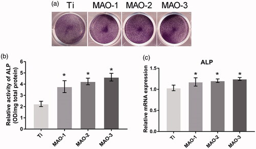 Figure 6. Effects of extracts on osteogenic differentiation of BMSCs. (a) ALP staining. (b) ALP activity of BMSCs was measured with a quantitative assay. (c) The expression of osteogenic-related genes (ALP and OSX) was measured by qRT-PCR (n = 3; *p < .05 compared with Ti).