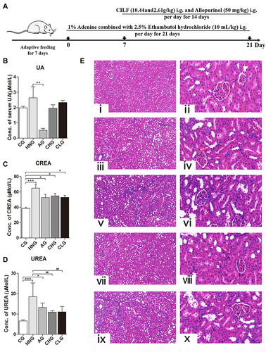 Figure 2 Effects of CILF on serum biochemistry and H&E staining in rats. Data are shown as mean ± SD (n=6). (A) Schematic experimental design for CILF treatment. (B) UA index. (C) CREA index. (D) UREA index. (E) Representative photographs of H&E staining. (i) CG (magnification × 10); (ii) CG (magnification × 40); (iii) HNG (magnification × 10); (iv) HNG (magnification × 40); (v) AG (magnification × 10); (vi) AG (magnification × 40); (vii) CHG (magnification × 10); (viii) CHG (magnification × 40). (ix) CLG (magnification × 10); (x) CLG (magnification × 40). Data are presented as mean ± SD (n = 6). **p < 0.01, ##p < 0.01 vs the HNG; *p < 0.05, ***p < 0.001 vs the CG.