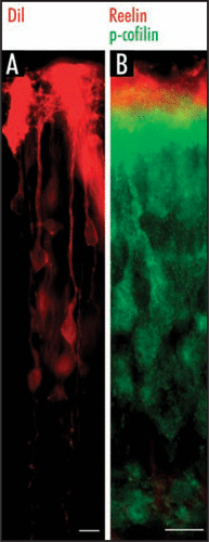 Figure 1 Leading processes of radially migrating neurons are anchored to the marginal zone of the cortex. (A) DiI labeling shows that late generated neurons extend their leading processes towards the pial surface. (B) Double immunostaining for p-cofilin (green) and Reelin (red) labels the leading processes of late generated neurons in superficial cortical layers and Reelin-synthesizing Cajal-Retzius cells in the marginal zone. Reelin-synthesizing Cajal-Retzius cells are not labeled for p-cofilin. Scale bars, 40 µm.