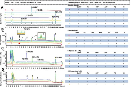 Figure 3 HPLC analysis on the metabolites of trans-resveratrol (RV) and its analogs acetylresveratrol (ARV), oxyresveratrol (ORV) or polydatin (PD) in T24 cells. (A) In order to determine the mobile phases and identify the retention time of each compound, compound standard was prepared. HPLC chromatogram of control cell lysates (a), cis-RV was prepared by exposure of trans-RV-containing solution to natural light for 48 hrs, and analyzed by HPLC (b, tR3=13.247, tR4=15.600), trans-RV standard and internal standard/IS was dissolved in methanol and analyzed by HPLC (c, tR3=13.247), ORV standard and internal standard/IS was dissolved in methanol and analyzed by HPLC (d, tR2=10.293), ARV standard and internal standard/IS was dissolved in methanol and analyzed by HPLC (e, tR5=23.980), PD standard was dissolved in methanol and analyzed by HPLC (f, tR1=8.027), all of the standards were mixed in methanol and analyzed by HPLC (j). (B) To determine the metabolites in each group and whether there was any difference between the groups, cell lysate and supernatant was detected separately. Culture media incubation with RV without T24 cells for 48 hrs (a), T24 cells supernatant was analyzed after incubation with 100 μM RV for 48 hrs (c, detected retention time of peaks: tR3=13.247; tR4=15.600; tR6=25.500; tR7=7.273), T24 cells supernatant was analyzed after incubation with 100 μM ORV for 48 hrs (d, tR2=10.293; tR6=25.500), T24 cells supernatant was analyzed after incubation with 100 μM ARV for 48 hrs (e, tR3=13.247 tR4=15.600; tR6=25.500; tR7=7.273), T24 cells supernatant was analyzed after incubation with 100 μM PD for 48 hrs (f, tR1=8.027; tR3=13.247; tR6=25.500; tR7=7.273). (C) and (D) To identify if there was any different metabolite in the dead and alive cells which might cause different fate, the lysates of the dead and live cells were detected separately. Control cell lysate was analyzed after incubation with normal culture for 48 hrs (a), alive and dead T24 cells lysates were analyzed after incubation with 100 μM RV (c), ORV (d), ARV (e) for 48 hrs, respectively. And PD (f) was only analyzed in alive cells. Peaks: 1. PD; 2. ORV; 3. trans-RV; 4. cis-RV; 5. ARV; 6. 1,8-dihydroxy anthraquinone (IS); 7. Resveratrol monosulfate (RVS).