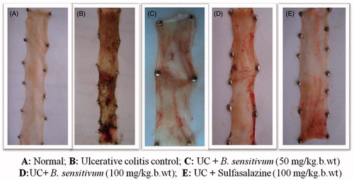 Figure 1. Macroscopic appearance of rat colonic mucosa from each group.