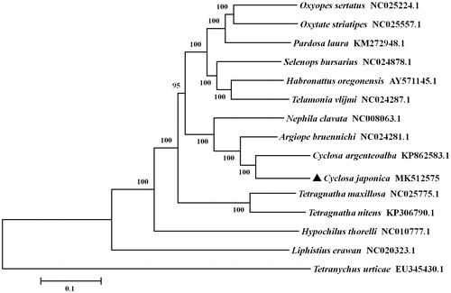 Figure 1. Phylogenetic tree showing the relationship between Cyclosa japonica and 13 other spiders based on neighbor-joining method. Spider determined in this study is labeled with triangle symbol. GenBank accession numbers of each species are listed in the tree. Tetrancychus urticae was used as an outgroup.