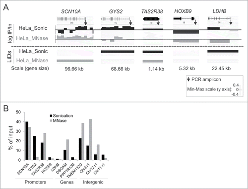 Figure 3. ChIP-qPCR validation of LMNA-associated sites detected by ChIP-seq from sonicated and MNase-digested chromatin. (A) Enlarged IGV browser views of LMNA association with indicated genes, detected by ChIP-seq. Upper two tracks show log IP/Input ratios in 10 kb bins (one “block” represents one 10 kb bin). LiD segments are shown in the lower tracks. Arrows show position of amplicons examined by qPCR. (B) ChIP-qPCR analysis of LMNA association with indicated loci, from sonicated and MNase-digested chromatin. See Supplementary Figure S2 for views of LMNA enrichment in additional genes and intergenic regions.