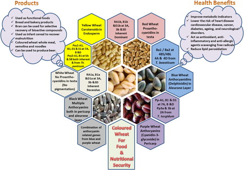 Figure 1. Diagrammatic representation of colored wheat (Red, white, blue, purple, black and yellow) along with their pigments, genetics, health benefits and food products.