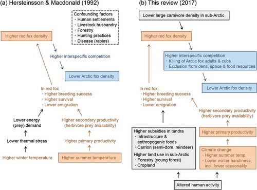 Figure 1. (a) Hersteinsson & Macdonald (Citation1992) showed that summer temperature, red fox density and Arctic fox density (boxes) were significantly associated. For the Arctic fox, they suggested that the negative effect of red fox competition would outweigh the positive effect of higher food availability. (b) This review supports these relationships (boxes), as well as some assumed ones (without boxes). Mechanisms linking increased red fox densities in the tundra to drivers of change, such as increased subsidies and primary productivity, remain poorly studied. Orange and blue colours in (a) and (b) indicate factors included in both maps. In (a), the dashed-line frame contains confounding factors listed by Hersteinsson & Macdonald, who cautioned that they might also affect red fox density. Note that some of these are included in (b). However, it is not known whether, or to what extent, drivers associated with red fox density primarily in the sub-Arctic (forestry, agriculture, larger carnivores) also affect red foxes in the tundra, directly or indirectly.