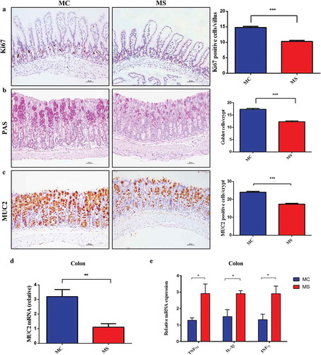 Figure 2. Maternal sucralose intake disturbed intestinal proliferation and differentiation and induced colonic low-grade inflammation of 3-week-old pups. Ki67 staining in the small intestine (a). Periodic acid Schiff staining for Goblet cells and MUC2 staining in the colon was shown. The number of positive staining cells in each crypt was also measured (b–c). Total RNA was extracted from the colonic tissues for Real-time-PCR analysis. The relative expression of MUC2 was presented (d). The relative expression of inflammatory cytokines including TNF-α, IL-1β, and IFN-γ was shown (e). MC, maternal control diet.MS, maternal sucralose intake. MC: n = 7, MS: n = 5. Scale bar: 50 µm. **p < .01, **p < .01, ***p < .001.