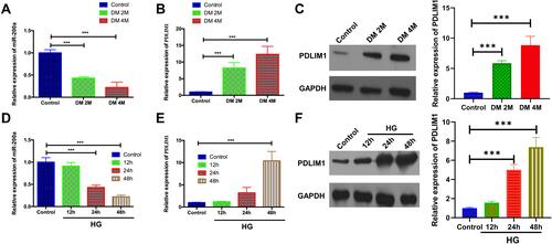 Figure 1 Expressions of miR-200a and PDLIM1 at different time points in both in-vivo and in-vitro models. (A) miR-200a expression was detected in normal C57BL/6J mice, 2 months and 4 months after STZ injection. The expression of miR-200a was significantly decreased at 2 months and 4 months after STZ injection (n=6); (B) PDLIM1 mRNA expression was detected in normal C57BL/6J mice, 2 months and 4 months after STZ injection. The expression of PDLIM1 mRNA was significantly increased at 2 months and 4 months after STZ injection (n=5); (C) PDLIM1 protein levels in normal C57BL/6J mice, 2 months and 4 months after STZ injection. The expression of PDLIM1 mRNA was significantly increased at 2 months and 4 months after STZ injection (n=4). (D) miR-200a expression was detected in HRMECs under normal glucose (NG), and 12 h, 24 h and 48 h after high glucose (HG) treatment. The expression of miR-200a was significantly decreased at 24 h and 48 h after HG treatment; (E) PDLIM1 mRNA expressions were detected in HRMECs under NG, and 12 h, 24 h and 48 h after HG treatment. (F) PDLIM1 protein levels were detected in HRMECs under NG, and 12 h, 24 h and 48 h after HG treatment (n=4). (Data are expressed as mean ± SD, ***P<0.001).