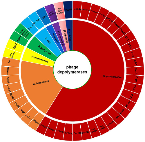 Figure 2. Wheel diagram summary depicting the classification of phage depolymerases reported in the treatment of bacterial biofilm and their corresponding bacterium genus targets.