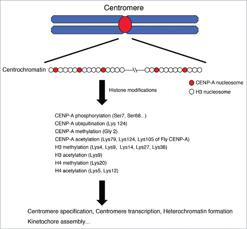 Figure 1. Post-transcriptional histone modifications in centrochromatin. In centromere regions, CENP-A nucleosomes are interspersed with chromatin-containing canonical histone H3 and this composite organization must be critical for the formation of centromere-specific chromatin called ‘centrochromatin’. Various histones are modified in centromeres and these modifications contribute to centromere functions including centromere specification, centromere transcription, heterochromatin formation, kinetochore assembly.