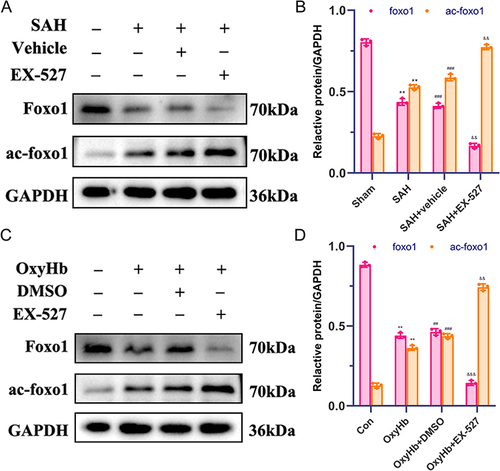 Figure 4 Inhibition of SIRT1 enhances Foxo1 acetylation after SAH. Western blot and quantitative analysis of foxo1, ac-foxo1 in mice (A–B) and primary microglia (C–D). **P < 0.01 vs Sham/Con group; ##P < 0.01, ###P < 0.001 vs Sham/Con group; &&P < 0.01, &&&P < 0.001 vs (SAH + vehicle) / (OxyHb + DMSO) group.
