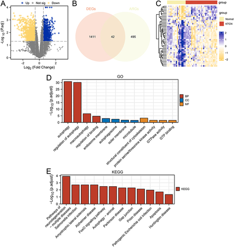 Figure 3 Analysis of autophagy-related differentially expressed genes. (A) Volcano map of DEGs in the KTCN and Normal groups of the combined dataset. (B) Wayne diagram of DEGs and ARGs. (C) Heatmap of ARDEGs in the KTCN and Normal groups of the combined dataset. (D) A histogram representing the ARDEGs’ GO analysis findings. (E) A histogram representing the ARDEGs’ KEGG analysis findings.