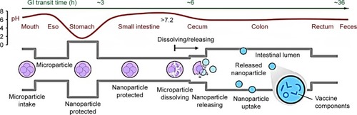 Figure 6 Design for oral vaccines targeting the large-intestinal mucosa.Notes: Microparticles are expected to start releasing the nanoparticles enveloping antigens in the terminal ileum for absorption in the large intestine. Reprinted by permission from Springer Nature: Nature Publishing Group. Nature Medicine,Citation8 Large intestine-targeted, nanoparticle-releasing oral vaccine to control genitorectal viral infection, Zhu Q, Talton J, Zhang G, et al, Copyright 2012.Abbreviations: Eso, esophagus; GI, gastrointestinal.