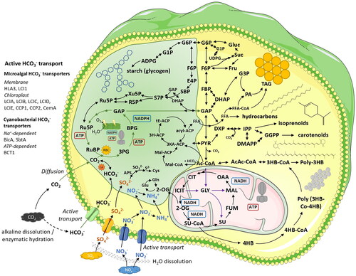 Figure 1. Overview of generic microalgal metabolism. Green shaded area – chloroplast; pink folded area – mitochondrion; yellow area – cytoplasm. Membrane transporters of carbon, nitrogen, and sulfur compounds have been marked with corresponding green, blue, and yellow icons.3PG – 3-phosphoglycerate; BPG – Bisphoglyceric acid; GAP – Glyceraldehyde 3-phosphate; Ru5P – Ribulose 5-phosphate; RuBP – Ribulose-1,5-disphosphate; Xu5P – Xylulose 5-phosphate; R5P – Ribulose 5-phosphate; S7P – Sedoheptulose 7-phosphate; DHAP – Dihydroxyacetone phosphate; SBP – Sedoheptulose 1,7-bisphosphate; E4P – Erythrose 4-phosphate; F6P – Fructose 6-phosphate; G6P – Glucose 6-phosphate; G1P – Glucose 1-phosphate; ADPG – Adenosine diphosphate glucose; Gluc – Glucose; Fru – Fructose; Suc – Sucrose; UDPG – Uridine diphosphate glucose; FBP – Fructose bisphosphate; PA – Phosphatidic acid; TAG – Triacylglycerol; FFA – Free fatty acid; FFA-CoA – free fatty acid-CoA; tE-ACP – Trans enolyl-ACP (acyl carrier protein); 3H-ACP – 3-hydroxyacyl ACP; 3KA-ACP – 3-ketoxyacyl ACP; acyl-ACP – Acyl-acyl carrier protein; Mal-CoA – Malonyl-CoA; Mal-ACP – Malonyl-ACP; Ac-CoA – Acetyl-CoA; PYR – Pyruvate; IPP – Isopentenyl pyrophosphate; DXP – 2,3-dihydroxy-4-oxo-pentoxy; DMAPP – Dimethylallyl pyrophosphate; GGPP – Geranylgeranyl pyrophosphate; CIT – Citrate; OAA – Oxaloacetic acid; 2-OG – 2-Oxoglutaric acid; SU – Succinic acid ; APS – 2-aminophenol 4-sulfonic acid; Cys – Cysteine; Glu – Glutamate; Gln – Glutamine; ICIT – Isocitrate; SU-CoA – Succinate-CoA; 4HB – 4-hydroxybutyric acid; GLY – Glycine; MAL – Malate; FUM – Fumarate; AcAc-CoA – Aceto-acetyl-CoA; 3HB-CoA – 3-Hydroxybutyric Acid-CoA; Poly-3HB – poly-3-hydroxybutyrate; Poly(3HB-Co-4HB) – Poly (3-hydroxybutyrate co 4-hydroxybutyrate); 4HB-CoA – 4-hydroxybutyric acid-CoA. The figure was partly generated using Servier Medical Art, provided by Servier, licensed under a Creative Commons Attribution 3.0 unported license.