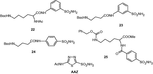 Chart 1. Structure of compounds 22–25 and the clinically used sulfonamide acetazolamide AAZ.