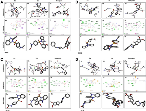 Figure 3 Docked poses of protein TNF-α (A), COX2 (B), NLRP3 (C), and IL-18 (D) with co-crystallized ligands Ca and Cb. Panel 1a, 2a, 3a, and 1b, 2b, 3b, and 1c, 2c, 3c, and 1d, 2d, 3d represent 2D interactions of Ca, Cb, and donepezil respectively with TNF-α, COX2, NLRP3, and IL-18. Panel 4a, 5a, 6a, and 4b, 5b, 6b, and 4c, 5c, 6c, and 4d, 5d, 6d represent 3D interactions of Ca, Cb, and donepezil respectively with TNF-α, COX2, NLRP3, and IL-18. Panel 7a, 8a, 9a, and 7b, 8b, 9b, and 7c, 8c, 9c, and 7d, 8d, 9d represent the best pose of the complex.