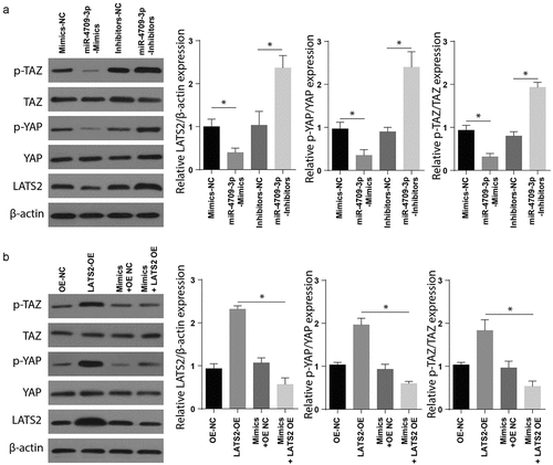 Figure 5. Modulating miR-4709-3p expression regulates Hippo-signaling via LATS2/YAP/TAZ