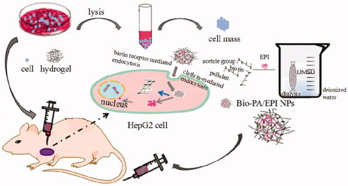 Schematic illustration for the preparation of Bio-PA/EPI NPs using dialysis method and establishment of tumor model in vivo and in vitro.