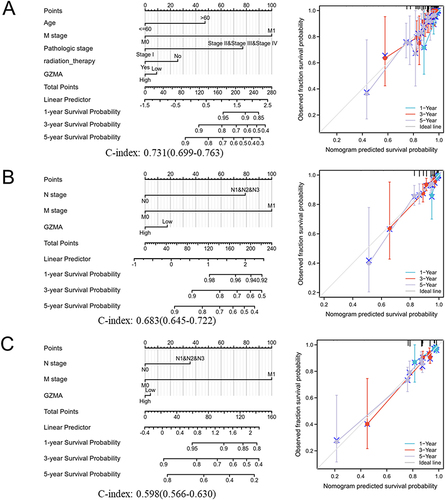 Figure 4 Construction and validation of nomograms based on GZMA expression. (A) Overall survival (OS). (B) Disease-specific survival (DSS). (C) Progress free interval (PFI).