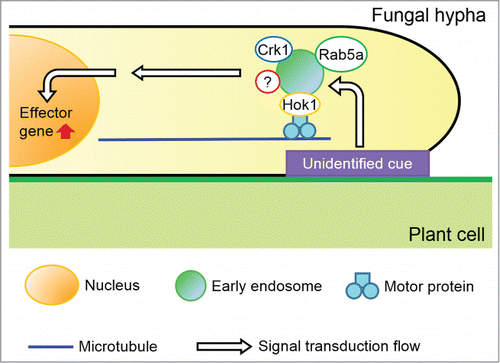 Figure 1. A model depicting effector production via early endosome motility. Initial step is signaling perception from the plant surface by unidentified mechanism, which is transduced to early endosomes (EEs). Motile EEs, harboring Rab5a, Hok1, the MAPK Crk1 and likely unknown protein as signal transducing molecules, travel from the hyphal tip to the nucleus, where effector genes are expressed. Thereafter, effector proteins are delivered to the penetrating hyphal tip to be secreted into the apoplastic space between fungal and plant cell walls or even into plant cells to suppress plant defense responses. If EE motility is impaired, signaling that is crucial for effector expression cannot be transduced to the nucleus, likely even with perception of initial cue from the plasma membrane to EEs, resulting in no effector production and less virulence.