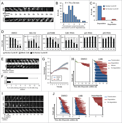 Figure 3. Nuclear translocation is required for Cyclin B1 degradation. (A) Representative images of RPE Cyclin B1-eYFP and U2OS Cyclin B1-eYFP cells during ongoing Etoposide treatment. Scale bar: 20 μm. (B) RPE Cyclin B1-eYFP cells were treated with 1 μM Etoposide and the time between Cyclin B1-eYFP nuclear translocation and onset of degradation was determined for 67 individual cells. The average time ± standard deviation is indicated. (C) RPE Cyclin B1-eYFP cells were treated with 1 μM Etoposide, and Cyclin B1-eYFP nuclear translocation and degradation was assessed for 85 individual cells. (D) RPE Cyclin B1-eYFP cells were transfected with siRNA 48 h and 24 h prior to Etoposide addition, or treated with MG-132 or proTAME as indicated. Intracellular localization of Cyclin B1-eYFP was assessed in single cells at different time points after treatment with 1 μM Etoposide (‘−1 h’ time point). Inhibitors were added at the ‘0 h’ time point. (E) Representative images of U2OS Cyclin B1-eYFP cells treated as indicated. Scale bar: 20 μm. (F) Mitotic entry was assessed for Cyclin B1-eYFP-positive cells treated as in (E). Data are mean and standard deviation of 3 independent experiments. (G) Time-lapse quantification of cells treated as in (E). The error bars represent standard error of the mean signal of at least 8 positions. (H) The time point of nuclear translocation and the onset of degradation of Cyclin B1-eYFP were determined in single U2OS Cyclin B1-eYFP cells. Each line represents a single cell. Inhibitors were added 1 h after Etoposide treatment. (I) Representative images of RPE Cyclin B1-eYFP cells treated with 1 μM Etoposide from time point ‘−1 h’. After 1 h cells were treated as indicated. Scale bar: 20 μm. (J) The time point of nuclear translocation and the onset of degradation of Cyclin B1-eYFP were determined in single RPE Cyclin B1-eYFP cells. Each line represents a single cell. Inhibitors were added 1 h after Etoposide treatment.