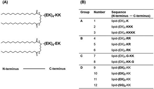 Figure 1. (A) Chemical structure of KK-(EK)4-lipid and EK-(EK)4-lipid. (B) Illustration of (EK)n-lipid derivatives.