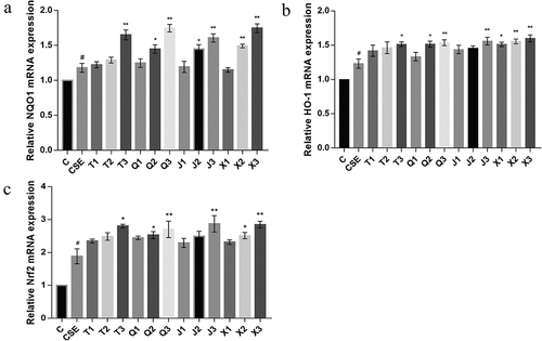 Figure 5. Effect of four alkaloids on the expression of Keap1/Nrf2 signaling pathway-related genes in 2% CSE-induced A549 cells. (a-c) the mRNA expression levels of NQO1, HO-1 and Nrf2 in 2% CSE-induced A549 cells after incubation with four different concentrations of alkaloids for 24 h. C: control; CSE: 2% CSE; T1-T3: 5, 10, 20 μM chuanbeinone; Q1-Q3: 5, 10, 20 μM ebeiedinone; J1-J3: 5, 10, 20 μM imperialine; X1-X3: 5, 10, 20 μM peimisine. n = 3, #p < .05 vs. The control group, *p < .05, **p < .01 vs. The CSE group.