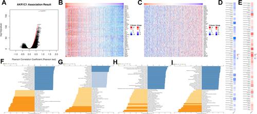 Figure 3 The co-expression genes with AKR1C1 from the LinkedOmics database. (A) Genes significantly associated with AKR1C1 by Pearson test. (B and C) Heat maps of top 50 genes positively and negatively related to AKR1C1A. Red represents positively linked genes and blue represents negatively linked genes. (D and E) Survival map of the top 50 genes positively (D) and negatively (E) associated with AKR1C1A in TCGA-BRCA. (F–I) GO terms for biological process, cellular component, molecular functions, and KEGG pathways of AKR1C1A by GSEA analyses.