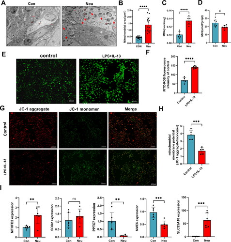 Figure 8. Mitochondrial function was detected in airway epithelial cells of mice with neutrophilic asthma and BEAS-2B cells induced by LPS/IL-13. (A) Transmission electron microscopy of mouse bronchial epithelial cells (Mi refers to Mitochondria, Red arrows represent swollen mitochondria (Bar = 2um)); (B) Mitochondrial area detection; (C)MDA content in lung tissue of mice; (D) GSH content in lung tissue of mice; (E,F) ROS expression in cells stimulated with LPS + IL-13, green fluorescence represents the ROS content (Bar = 200um); (G–H) Representative fluorescent images of mitochondrial membrane potential in BEAS-2B cells (red fluorescence representing JC-1 aggregates and green fluorescence representing JC-1 monomers (bar = 200 um)); (I) qPCR results of SOD2, MTFHD2, PPTC7, NME6 and SLC25A18 expression in lung tissue of asthmatic mice (**p < 0.01 and ***p < 0.001).