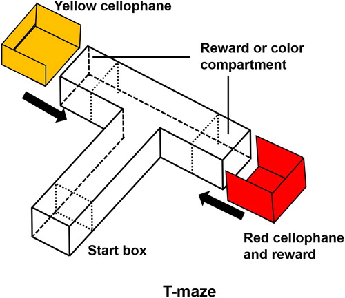 Figure 2. Three-dimensional T-maze. The colors indicate the two goal arms; red for the right arm and yellow for the left arm.
